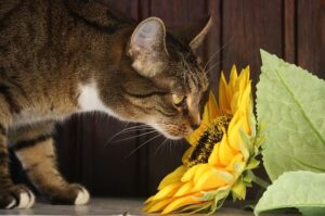 Katze mit Sonnenblume